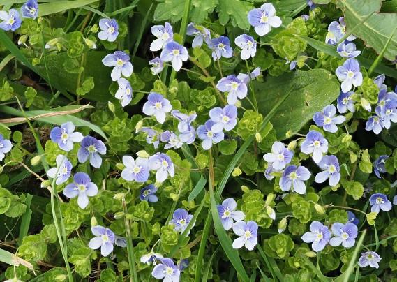 Slender Speedwell