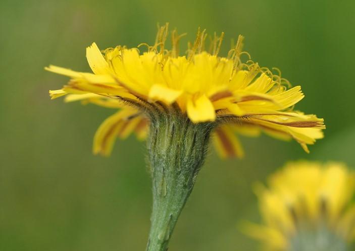Autmn Hawkbit