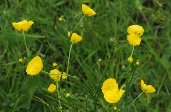 Meadow Buttercup