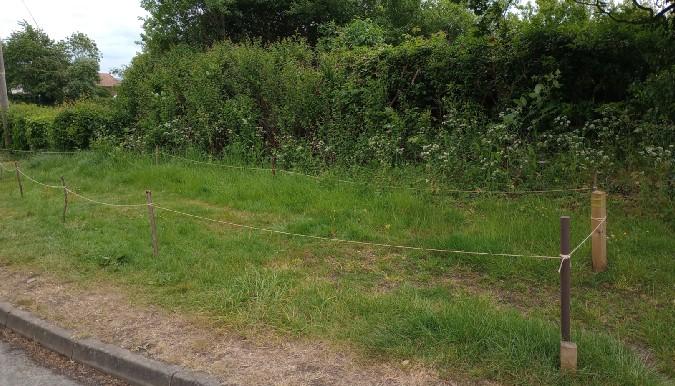 Pit Hill verge