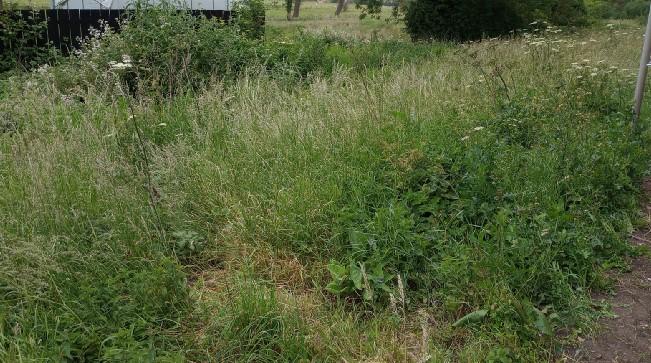 Sileby Verge
