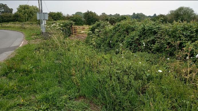 Sileby verge
