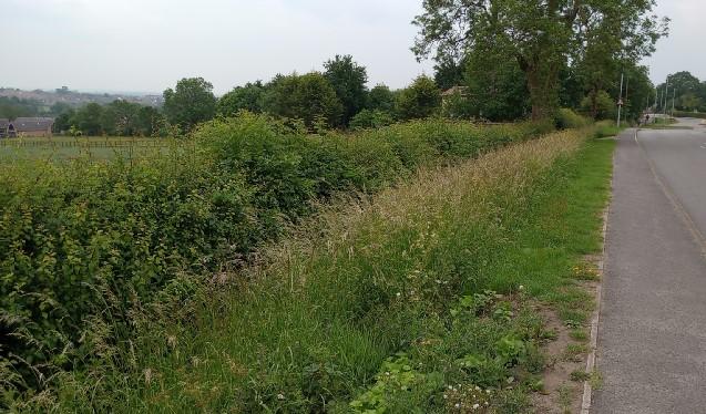 Sileby Verge