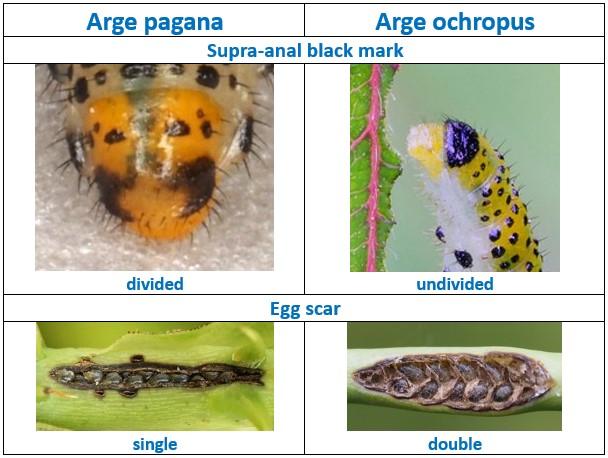 Arge larvae