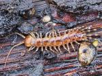 centipedes & millipedes