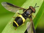 hoverfly