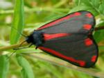 moth