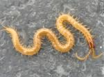 centipedes & millipedes