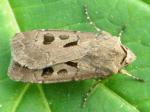 moth