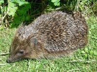 hedgehog