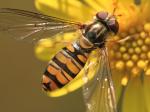 hoverfly