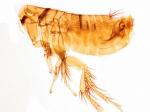 fleas