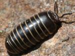 centipedes & millipedes