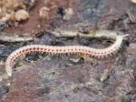 centipedes & millipedes