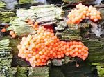 slime moulds