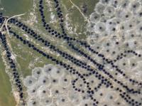 Toad spawn