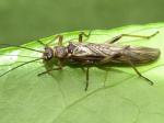 stoneflies