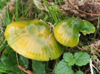 waxcap