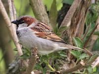 house sparrow
