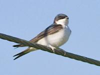 house martin