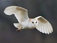 barn owl