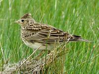 skylark