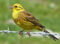yellowhammer