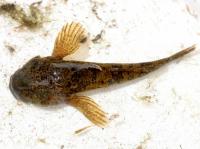 bullhead