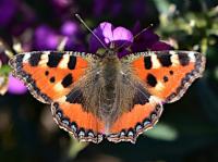 small tortoiseshell
