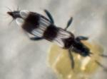 thrips
