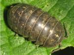 crayfish, woodlice & other crustaceans