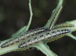 caterpillar