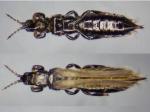 thrips