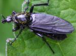 cranefly group