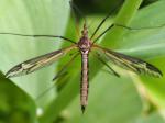 cranefly