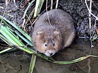 water vole