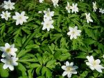 wildflowers
