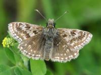 dingy skipper