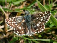 grizzled skipper