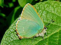 green hairstreak