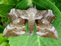 poplar hawkmoth