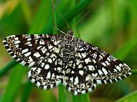 latticed heath