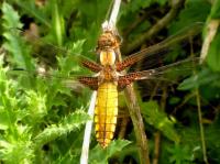 broad-bodied chaser
