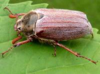 cockchafer