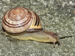 slugs & snails