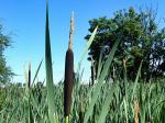 grasses, sedges & rushes