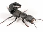 beetle