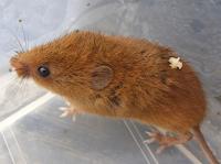 harvest mouse