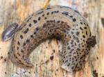 slugs & snails