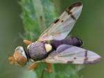 fly